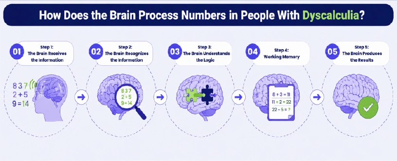 How Does the Brain Process Numbers in People With Dyscalculia